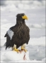 Stellers-Sea-Eagle;Sea-Eagle;Eagle;Stellers-Sea-Eagle;Haliaeetus-pelagicus;one-a